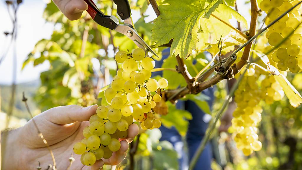 Weinlese im Aargau endet in wenigen  Tagen