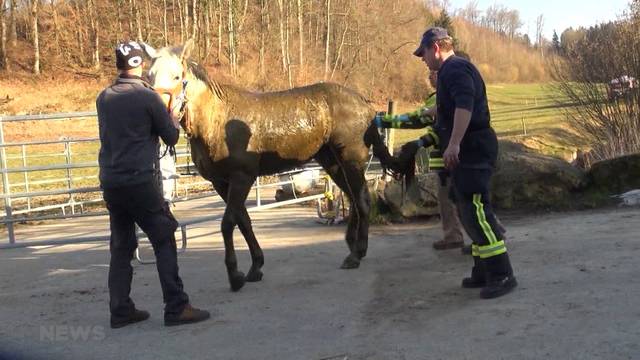 Pferd mit Kran aus Güllegrube in Biel gerettet