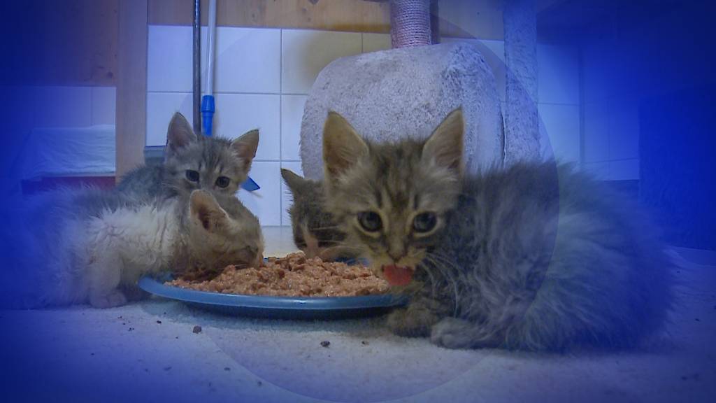 In der Coronakrise kauften viele Katzen und schieben sie nun an Tierheime ab
