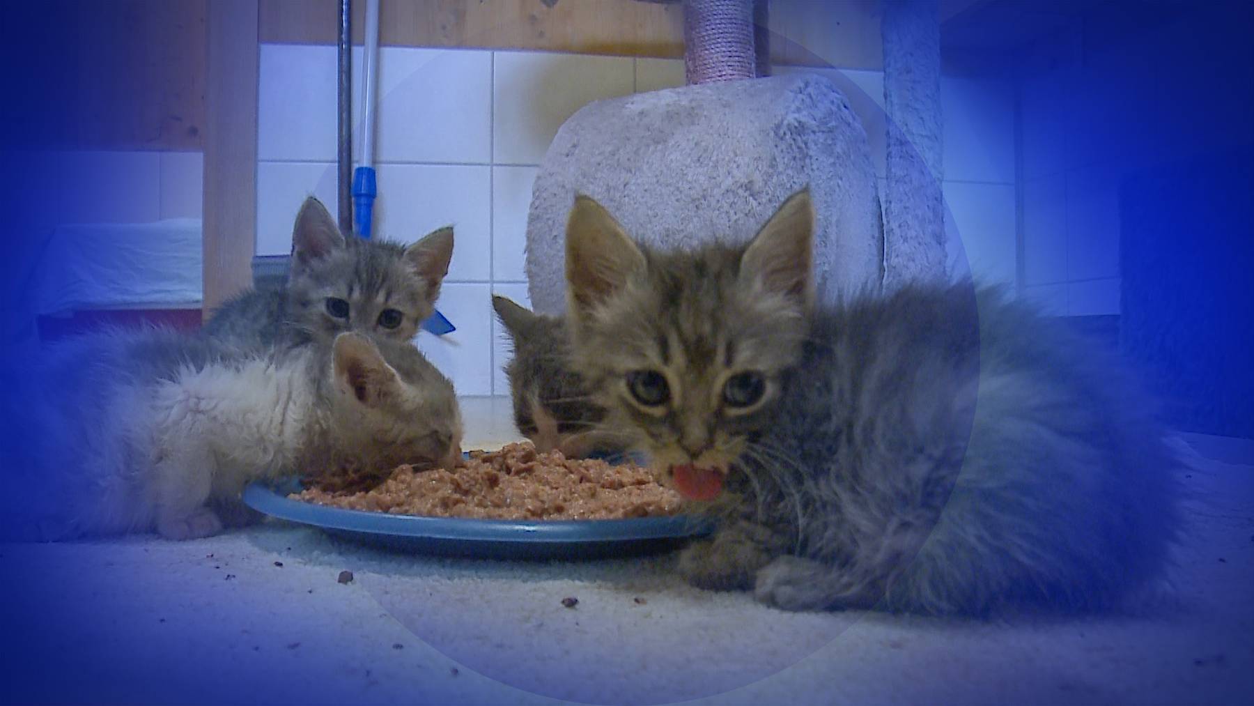 In der Coronakrise kauften viele Katzen und schieben sie nun an Tierheime ab