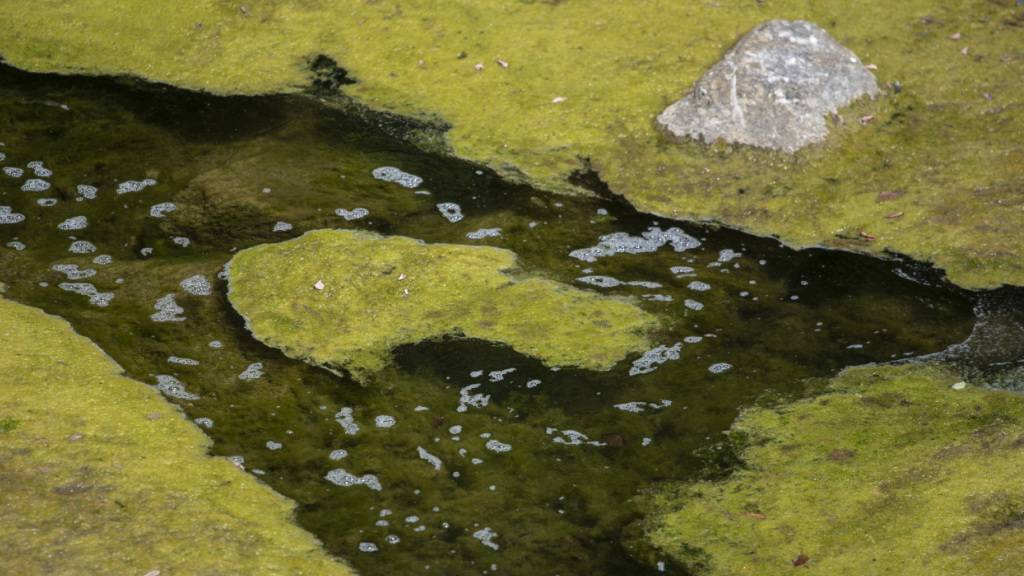 Wenn Gewässer schwitzen hat das Folgen für Tiere und Trinkwasser