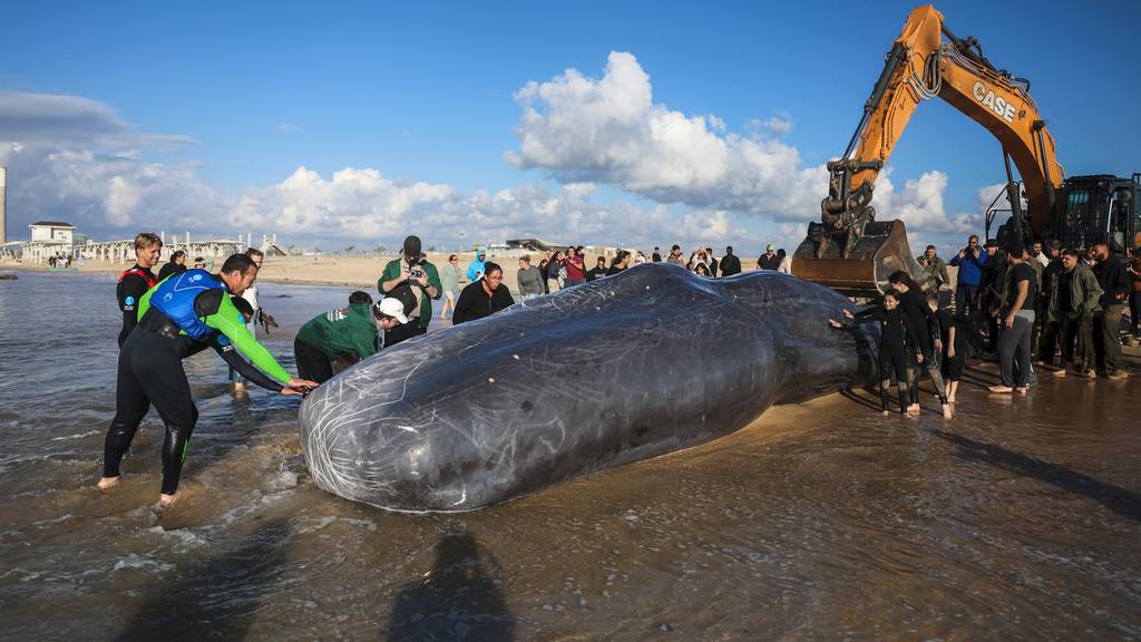12 Meter langer Pottwal an israelischem Strand angespült