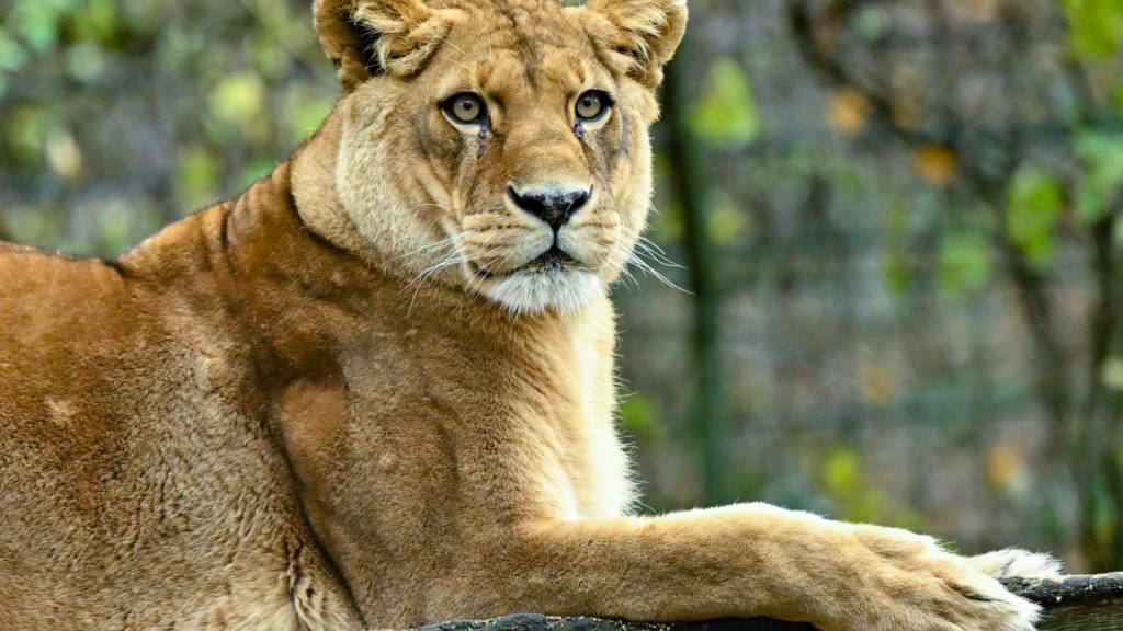ARCHIV - Eine Löwin liegt in ihrem Gehege im Zoo von Eberswalde. Wegen ausbleibender Finanzierung muss das Kamo Wildlife Sanctuary in Neuseeland schließen. Zwei Löwen wurden bereits eingeschläfert, die übrigen fünf könnten in den kommenden Tagen folgen. Foto: Patrick Pleul/dpa/Archivbild