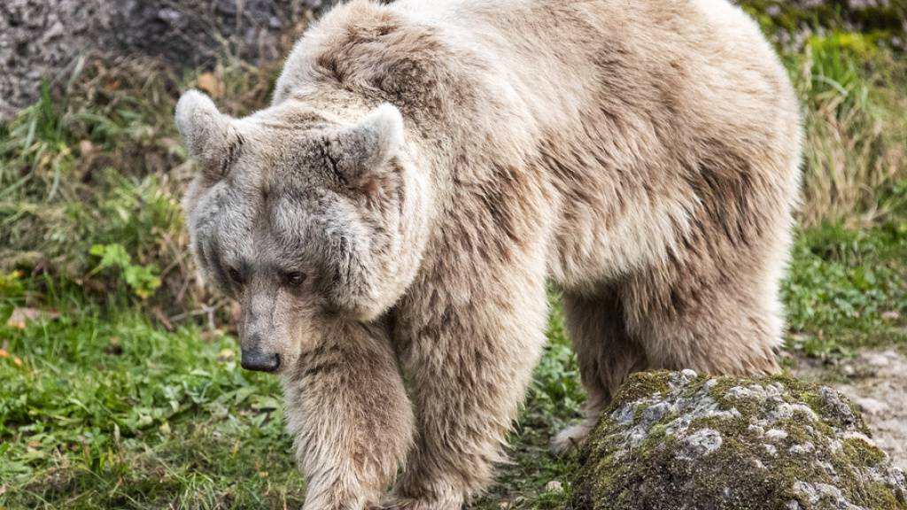 Warum Dickleibigkeit Bären keine Herz-Kreislaufprobleme beschert
