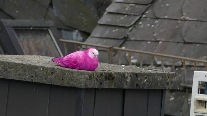 Warum sind ennet der Grenze die Tauben pink?