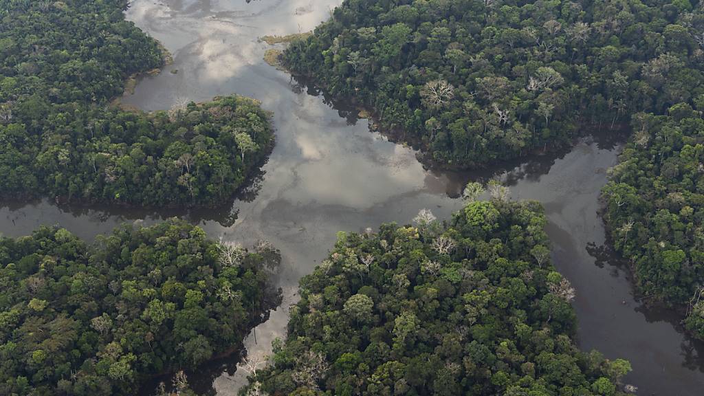 Amazonasregenwald schrumpfte bereits drastisch