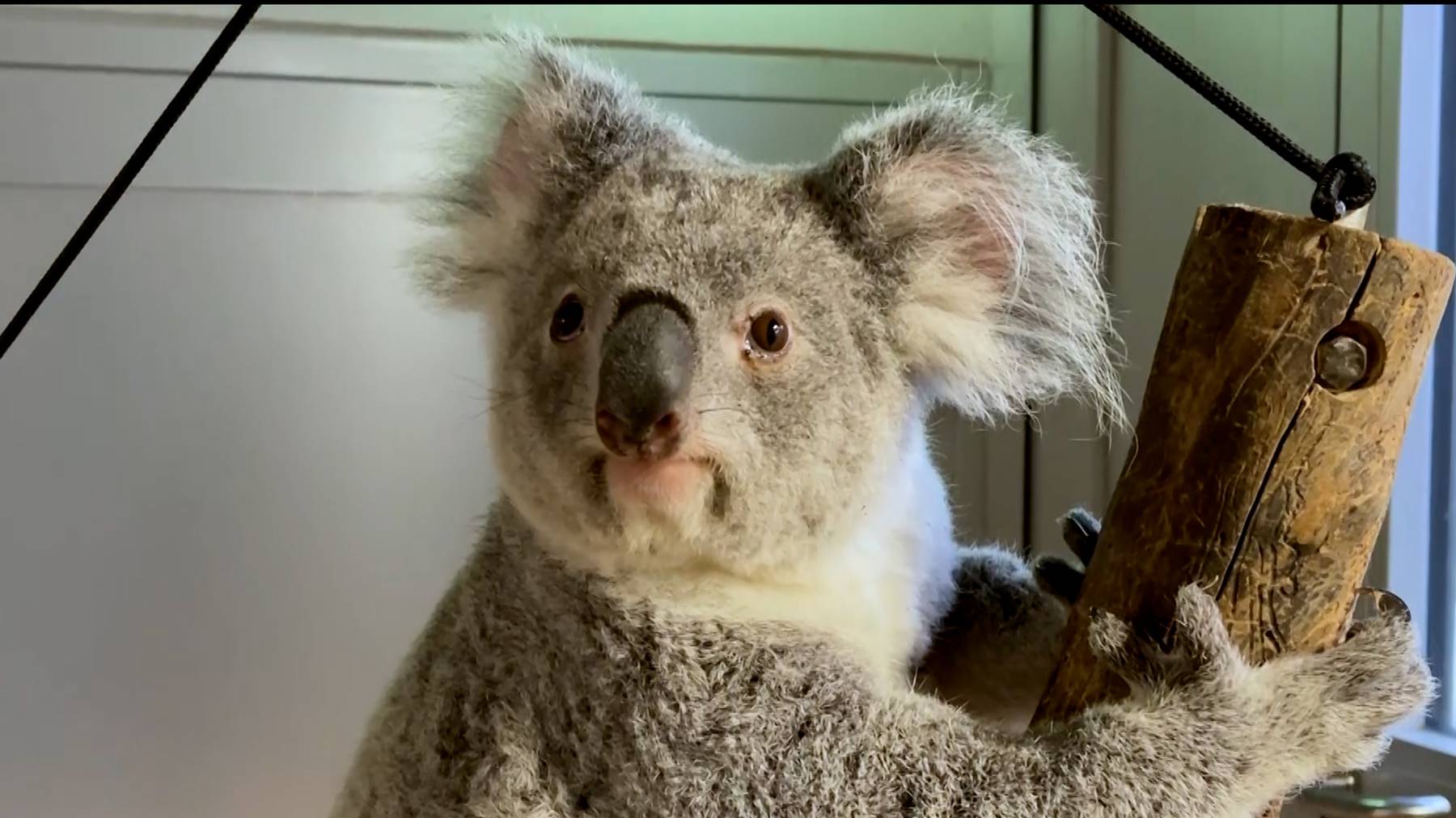 Koala Tea im Zoo Zuerich