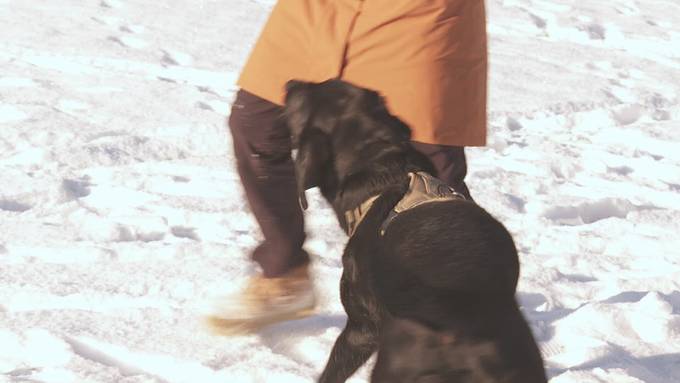 So schützt man im Winter seinen Hund vor dem Salz auf den Strassen
