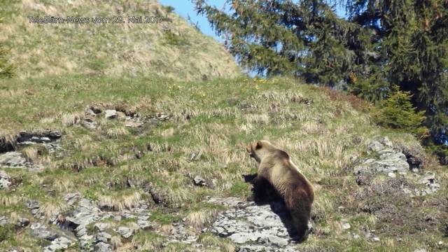 Berner Bär ist Italiener