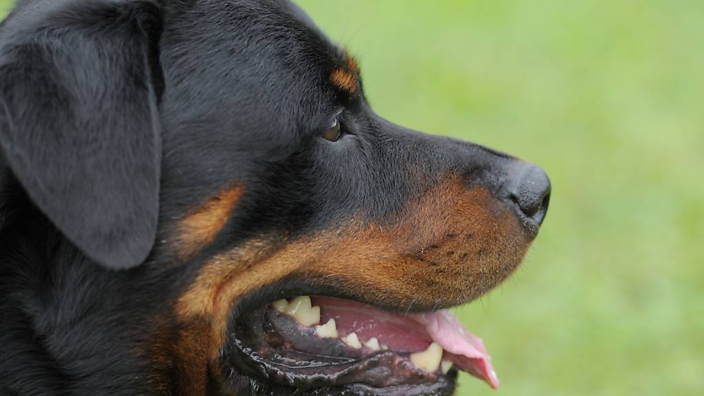 Ein Rottweiler biss in Adlikon bei Regensdorf mehrere Personen - auch Kinder. (Symbolbild)