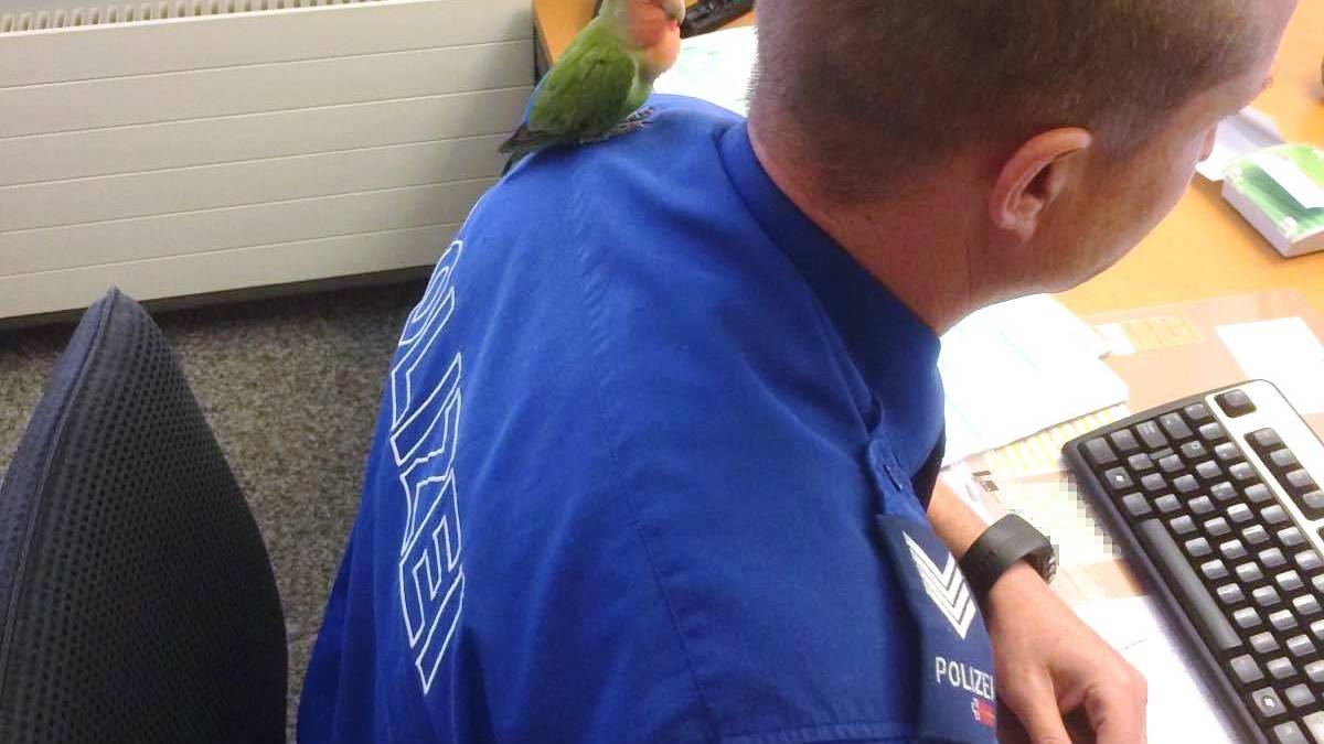 Der Vogel schaut dem Polizisten bei der Arbeit zu.