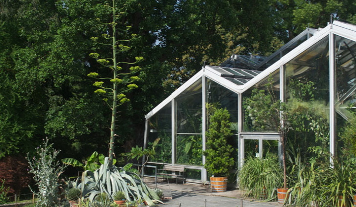 Nach Titanwurz Neue Seltenheit Im Botanischen Garten Basel