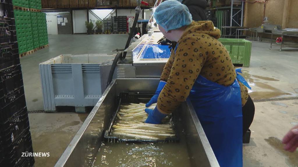 Nach Kältephase: Start in die Zürcher Spargelsaison 