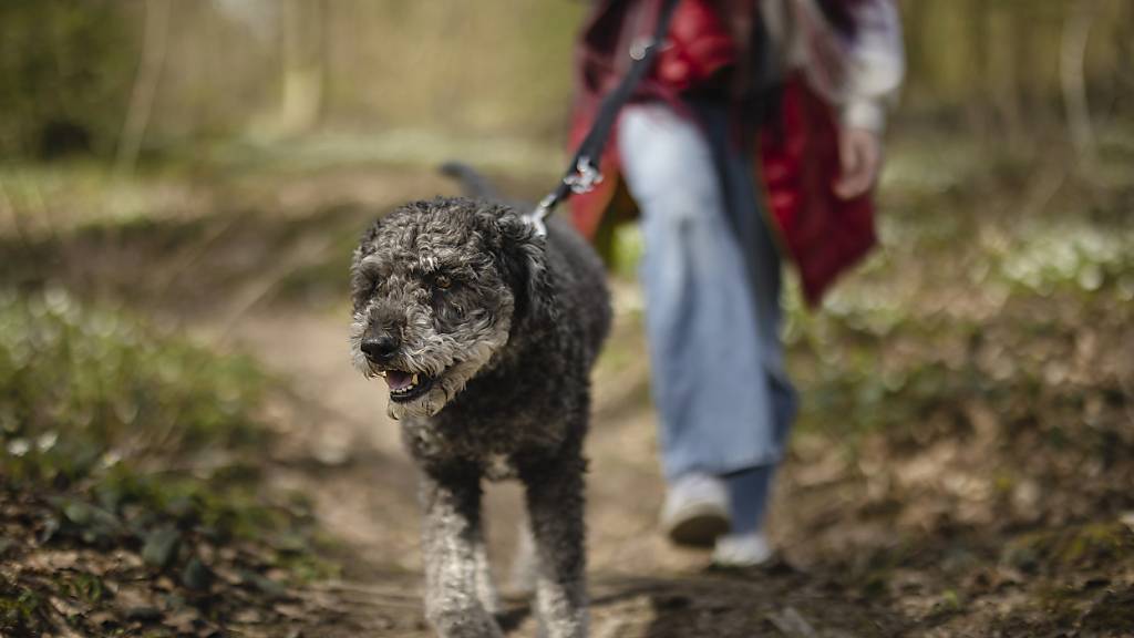 Thurgauer Parlament revidiert erneut das Hundegesetz