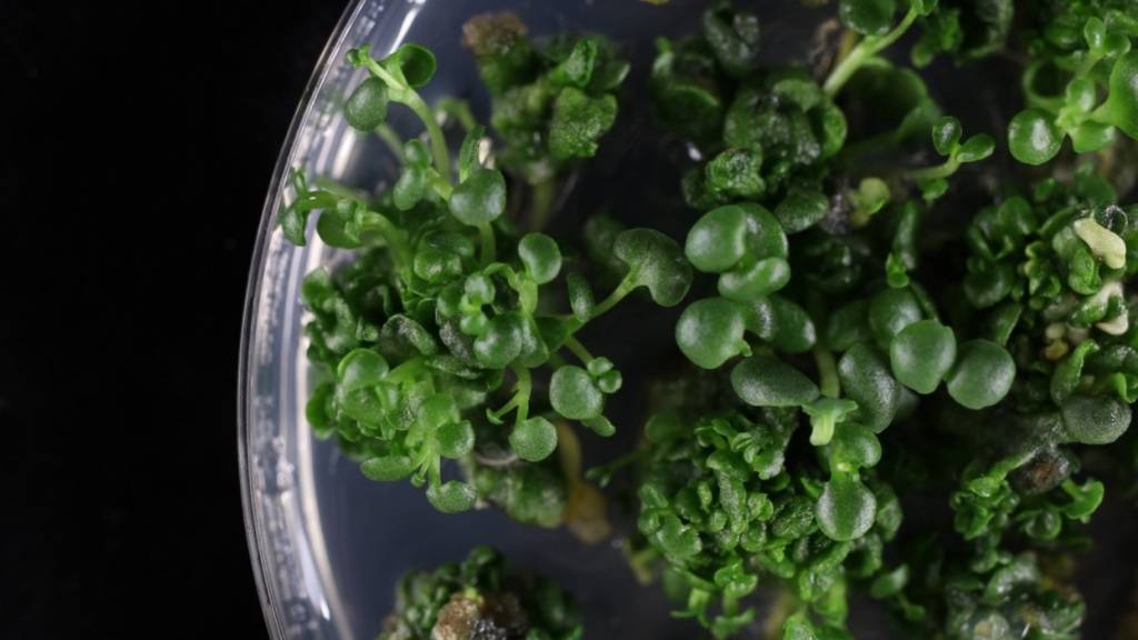 Forschende haben ein Geheimnis der Sukkulente «Kalanchoe laxiflora» entschlüsselt, das künftig auch Nutzpflanzen resistenter machen könnte.