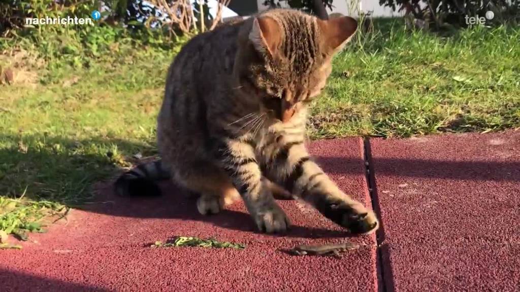 Chippflicht für Katzen in der Stadt Luzern