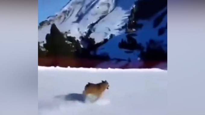 Tierschutzdebatte entfacht: Skifahrer soll Wolf auf die Piste gehetzt haben