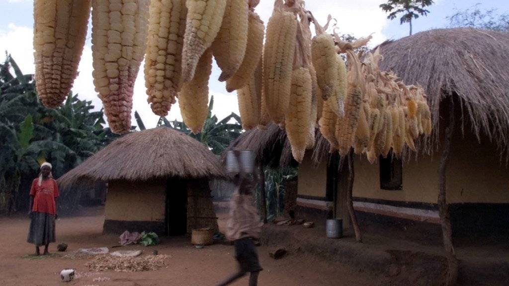 Die Maisernte in Malawi wird stark betroffen sein von der Raupenplage (Archiv)