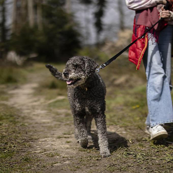 Ab Montag gilt im Wald Leinenpflicht für Hunde