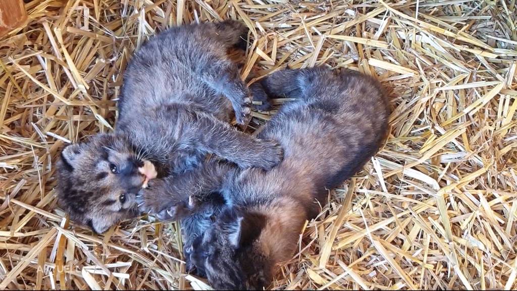 Puma-Babys neue Attraktion in Plättli-Zoo