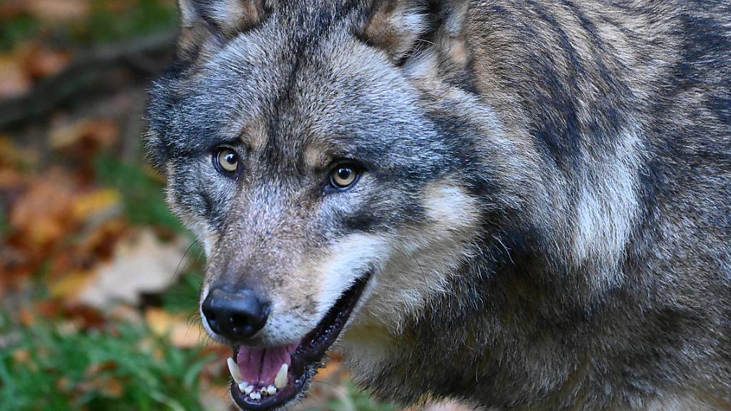 Die Bündner Wildhut hat einen dritten Jungwolf des Wannaspitzrudels geschossen. Damit ist die Regulierung des Rudels vorerst abgeschlossen. (Symbolbild)