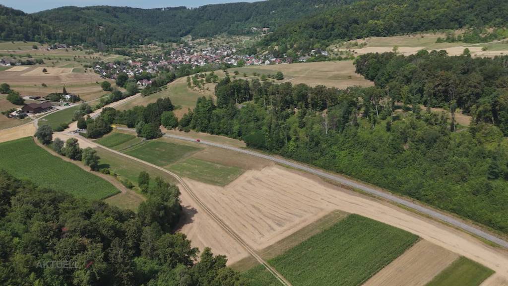 Horrorfund: Ein Bauer findet in Büren in einem Rapsfeld eine Leiche ohne Kopf, Hände und Füsse