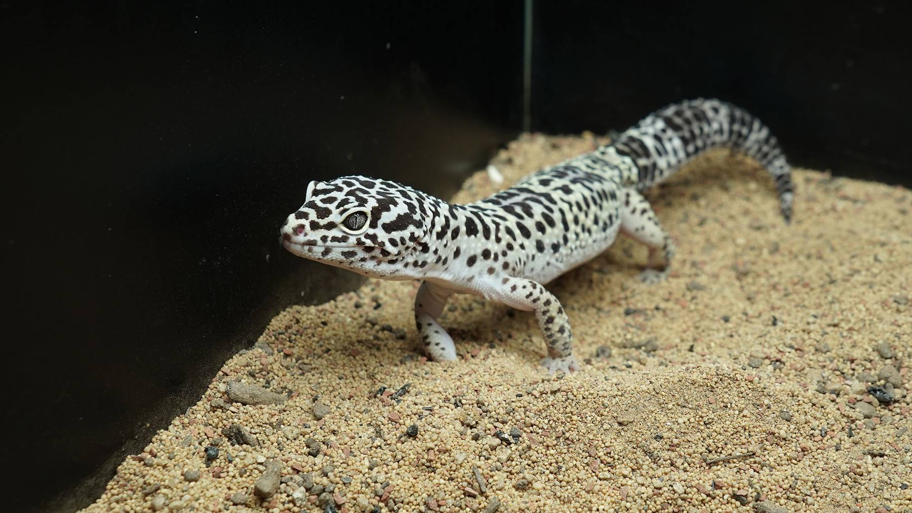 Leopardgecko