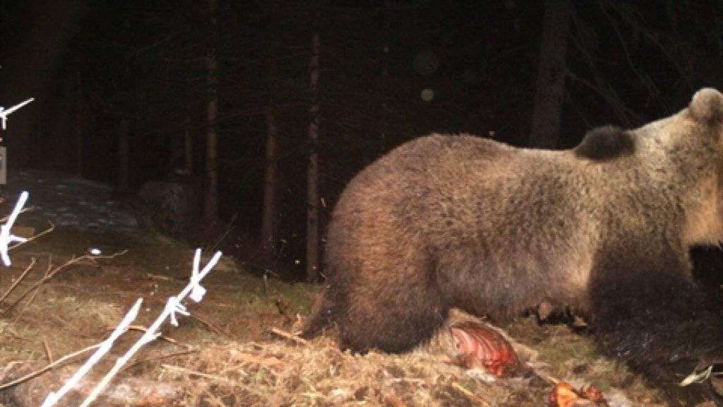 Der im Puschlav beobachtete Braunbär, der sich über eine Hirsch hermachte und in eine Fotofalle tappte.