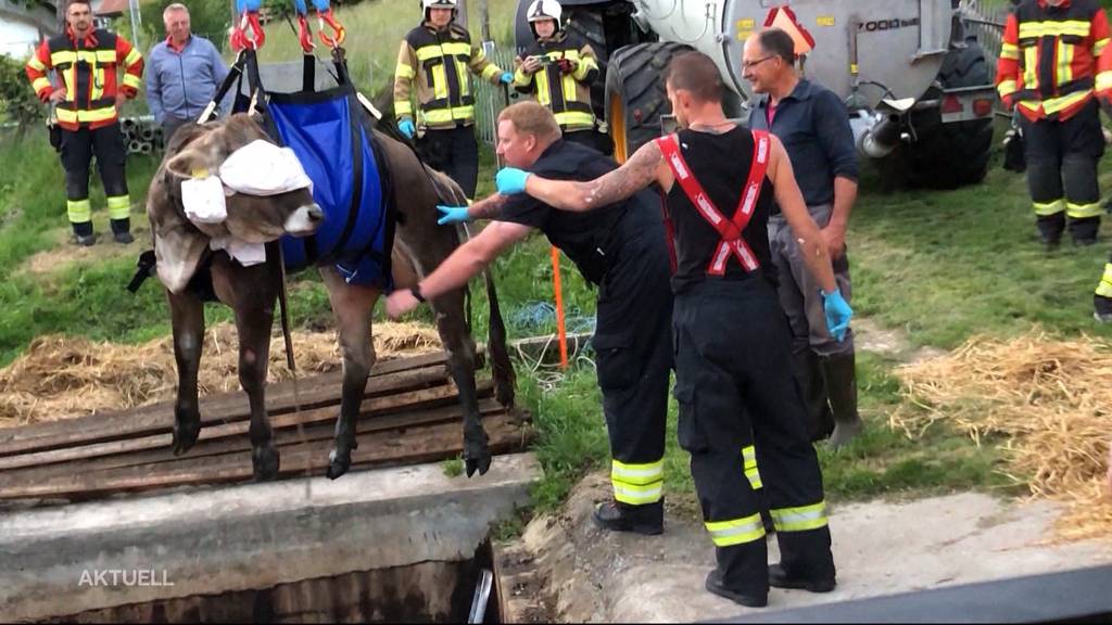 Kuriose und tierische Feuerwehreinsätze: Tierrettungen im Best-of