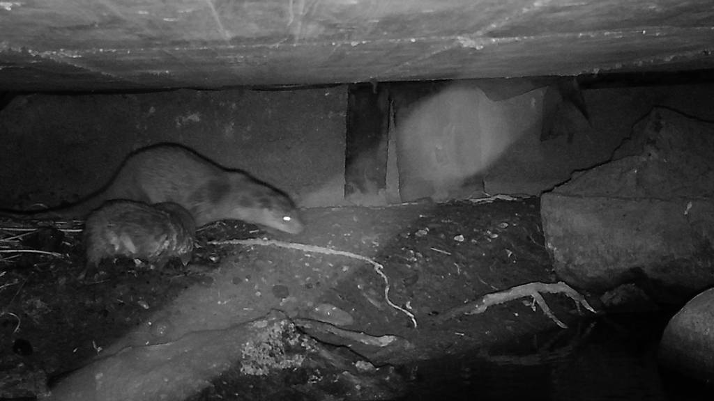 Ein bis zwei Fischotterbabys sind im Engadin nachgewiesen worden.