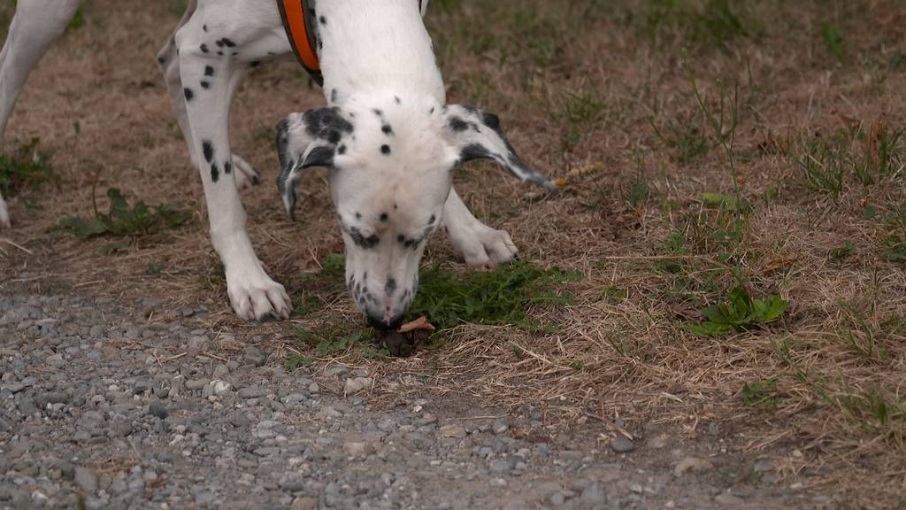 Wenn der Hund Kot frisst
