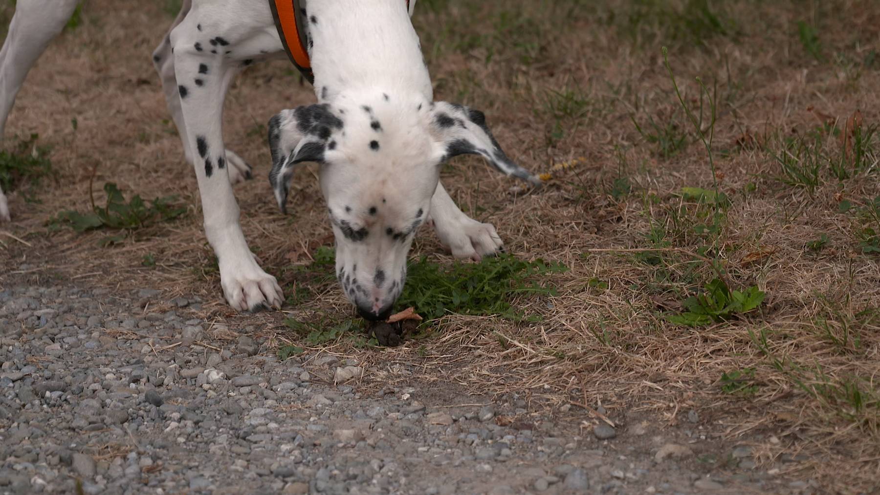 Wenn der Hund Kot frisst