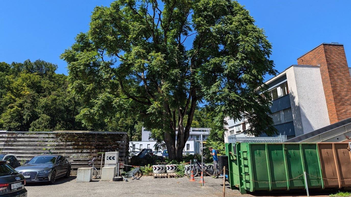 Götterbaum schadenmühleplatz baden