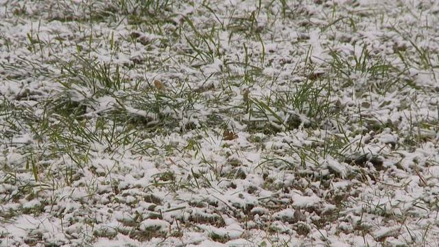 Schweizer Skigebiete leiden unter Schneemangel