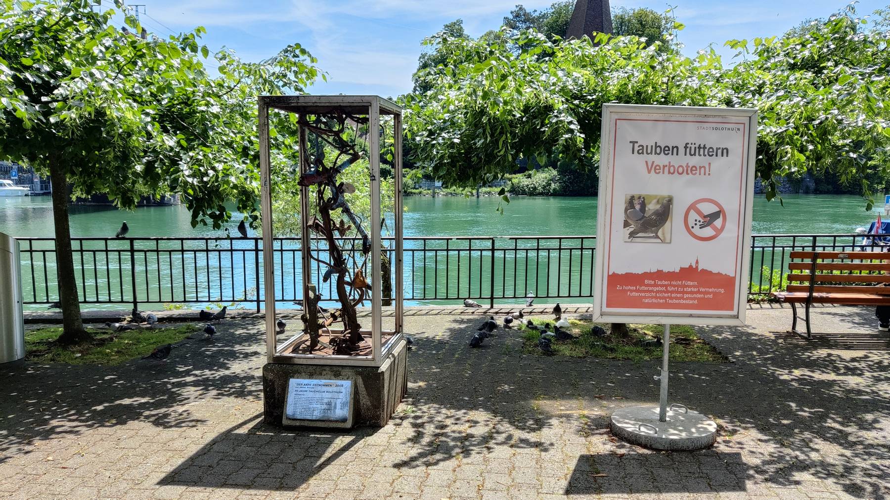 Tauben füttern Solothurn