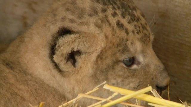 Lange Version: Löwenbaby im Plättli Zoo