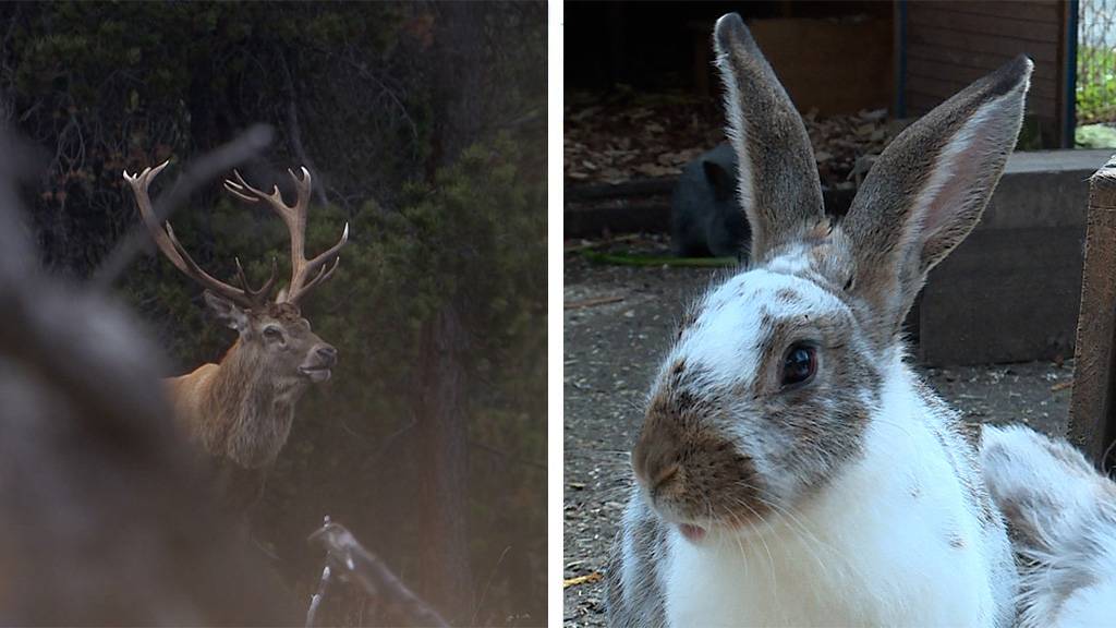 Zeitumstellung – Vorsicht Wild / Kaninchenhaltung