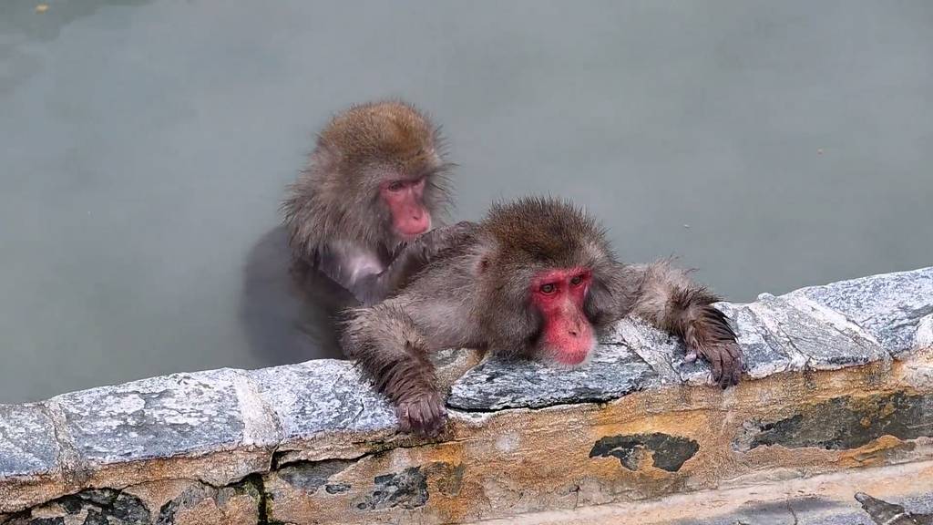 Affen-Spa in Japan: Makaken entspannen im warmen Pool