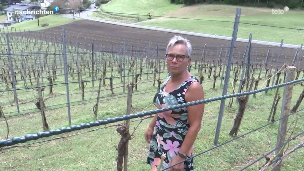 Hagel zerstört Rebberg in Rotkreuz