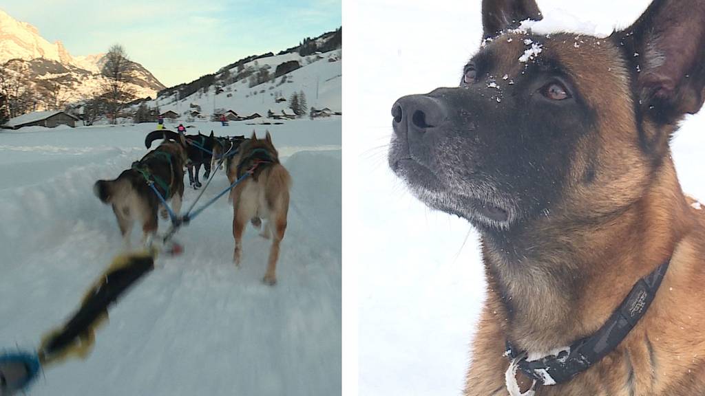 Erlebnis Schlittenhunde / Hunde im Winter 