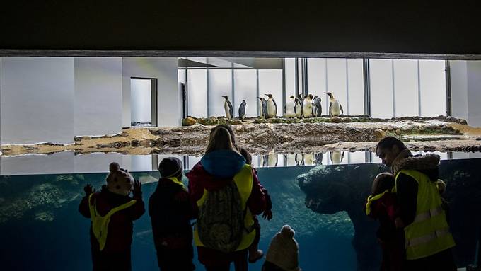 Esels- und Königspinguine im Zoo Basel in neuer Anlage