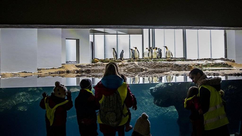 Besucherinnen und Besucher können die Pinguine zudem neu durch eine grössere Scheibe beim Schwimmen beobachten.