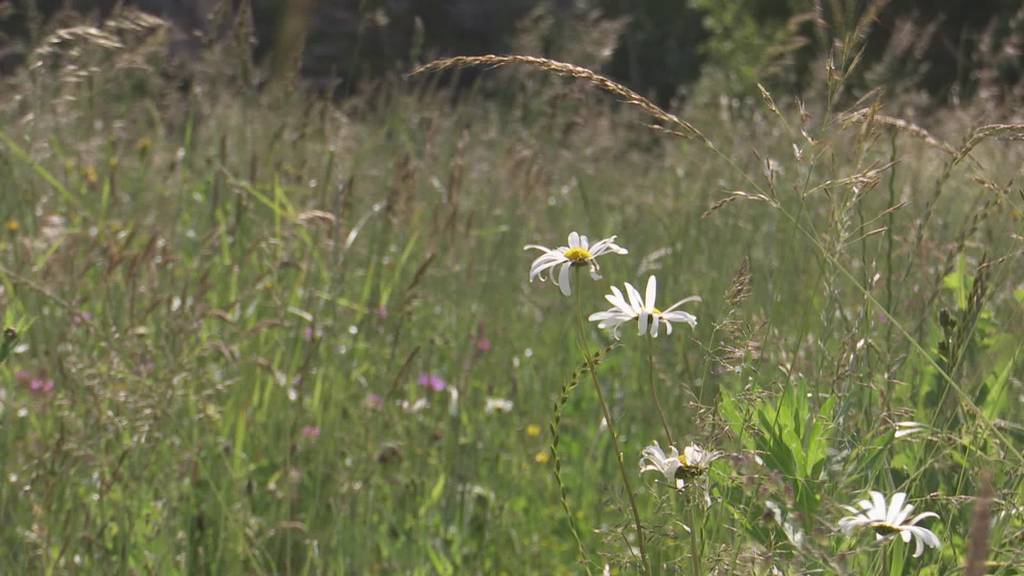 Kein Bauschuttberg: Deponie wird zu Naturparadies