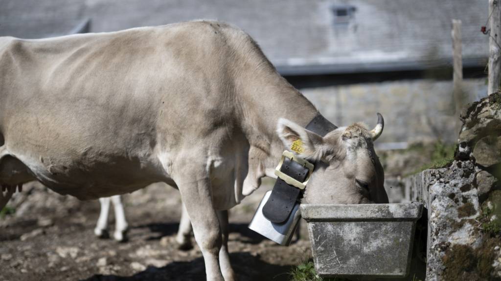 Anhaltende Trockenheit verschärft Lage auf Schwyzer Alpen