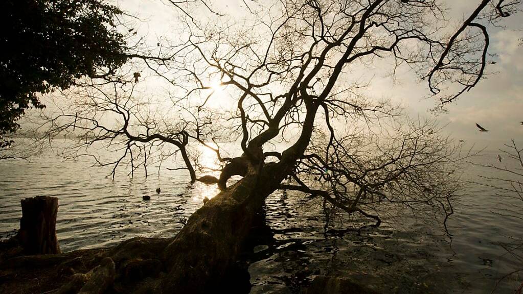 Baum liegt in Sempachersee