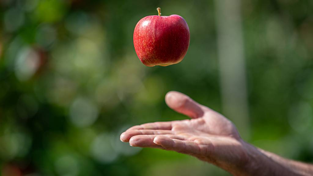 Das Unternehmen Apple beansprucht die Abbildung eines Apfels als geschützte Bildmarke. (Themenbild)