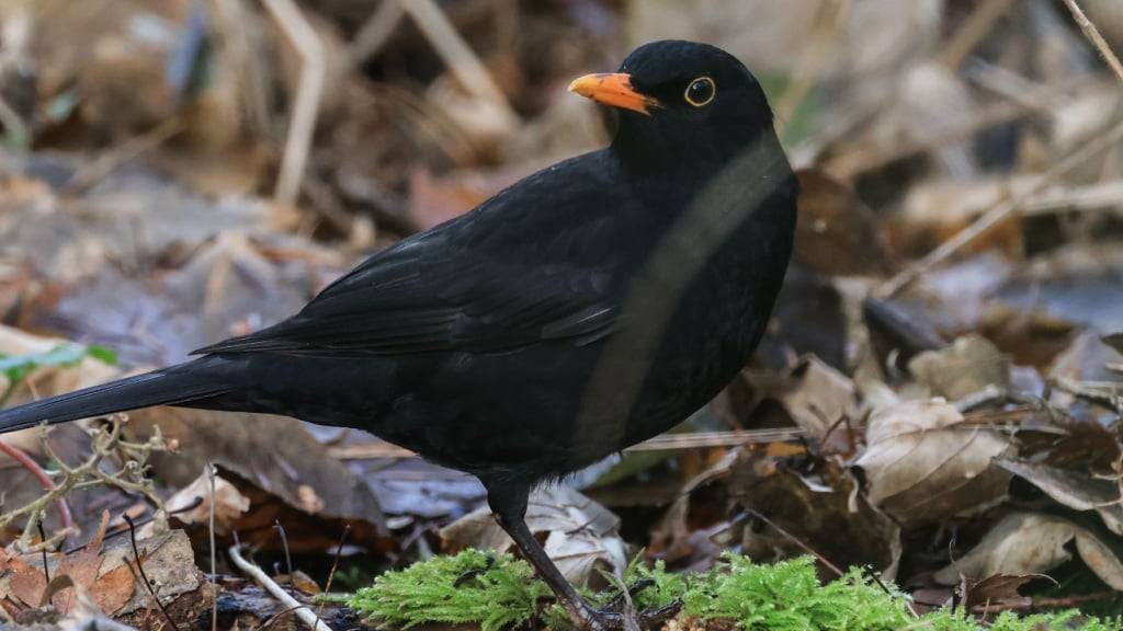 Die Amsel ist eine Allesfresserin und in der Schweiz weit verbreitet. Als häufig vorkommende Art sorgt sie auch für die Stabilität von Nahrungsnetzen. (Archivbild)