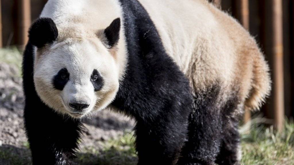 Laut der Nachrichtenagentur Xinhua soll ein App zur Gesichtserkennung Artenschützern künftig helfen, Pandas zu identifizieren und mehr über das Leben und Verhalten der stark bedrohten Bärenart zu erfahren. (Archivbild)