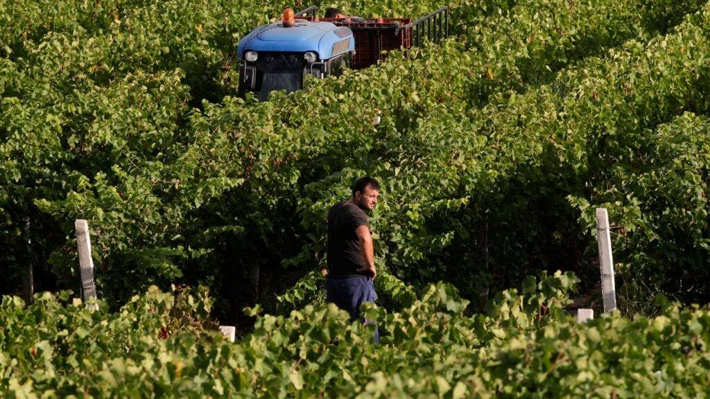Es ist erst der Beginn der Aufarbeitung: Gut 1000 griechische Landwirte und Betriebe sollen zu Unrecht 22,6 Millionen Euro EU-Agrarsubventionen erhalten haben. (Symbolbild)