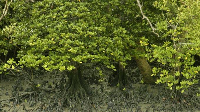 Mangrovenwälder schrumpfen weiterhin dramatisch